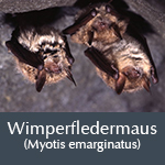 Fledermausart Wimperfledermaus